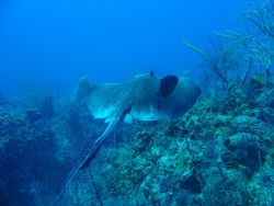 Stingray - Taken with Sony Cybershot 4.1 MP - No Strobe by Kelly N. Saunders 